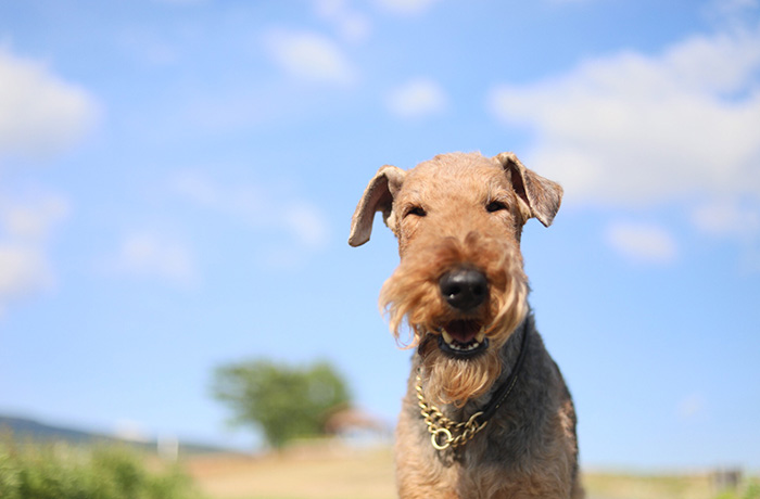 30年犬と暮らしてきた彼女がいま、写真を大切にする理由