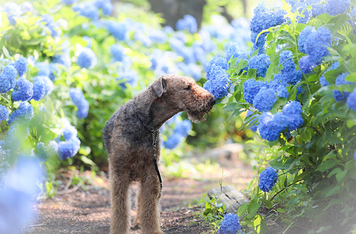 犬と飼い主のかっこいい暮らしを写真で表現してみたかった