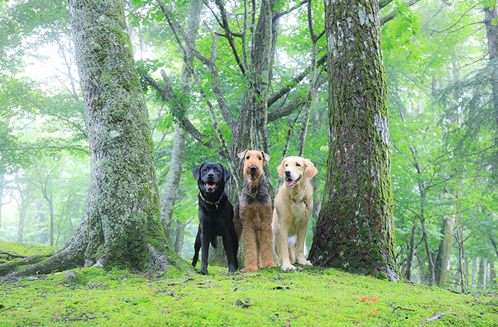 自分で撮るからこそ愛犬写真は宝物になる